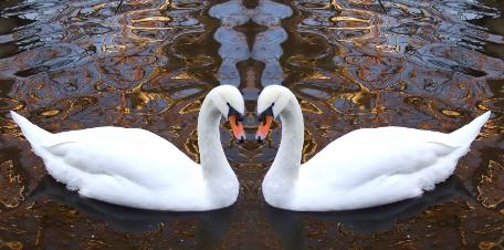 swans